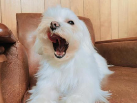 嬉しくてあくびをするマルチーズ犬の画像
